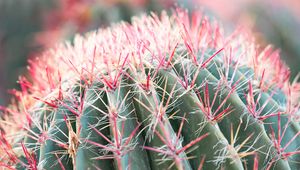 Preview wallpaper cactus, plant, macro, needles, green, red