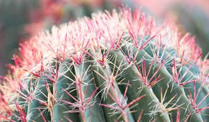 Preview wallpaper cactus, plant, macro, needles, green, red