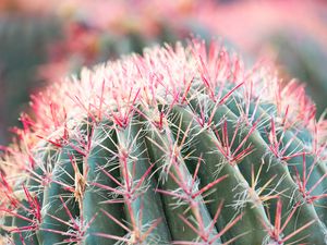 Preview wallpaper cactus, plant, macro, needles, green, red