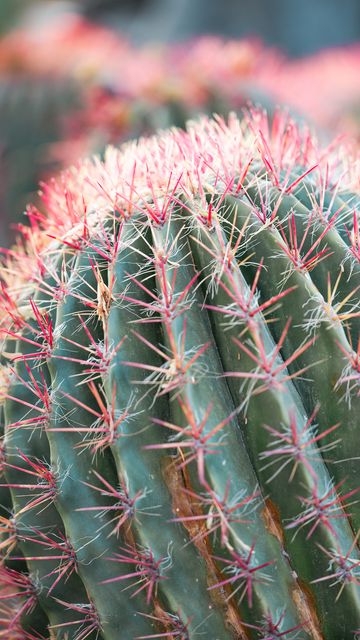 360x640 Wallpaper cactus, plant, macro, needles, green, red