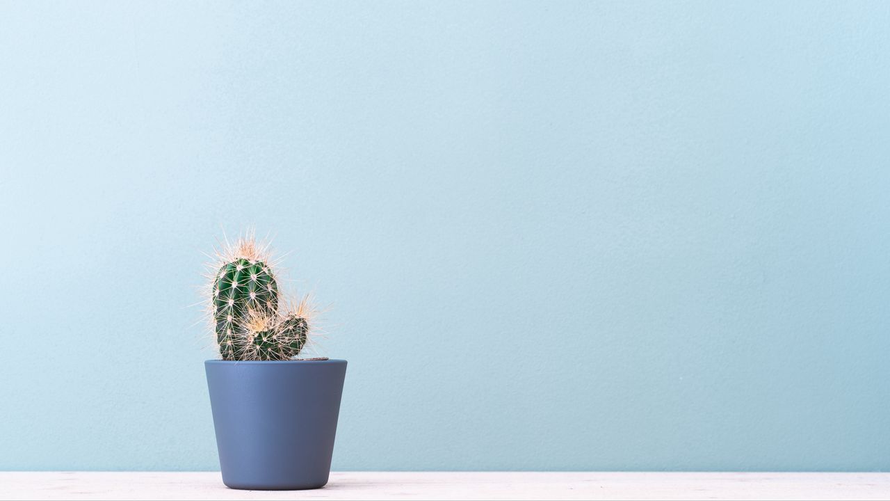 Wallpaper cactus, plant, minimalism
