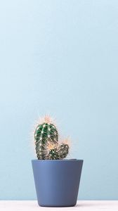 Preview wallpaper cactus, plant, minimalism