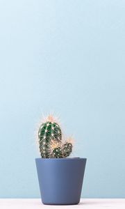 Preview wallpaper cactus, plant, minimalism