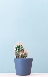 Preview wallpaper cactus, plant, minimalism