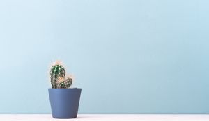 Preview wallpaper cactus, plant, minimalism