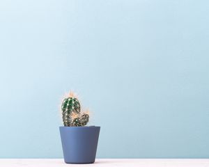 Preview wallpaper cactus, plant, minimalism