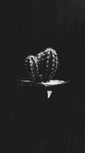 Preview wallpaper cactus, plant, needles, bw, black