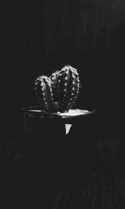 Preview wallpaper cactus, plant, needles, bw, black