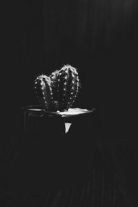 Preview wallpaper cactus, plant, needles, bw, black