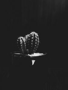 Preview wallpaper cactus, plant, needles, bw, black