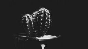 Preview wallpaper cactus, plant, needles, bw, black