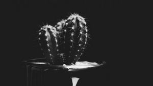 Preview wallpaper cactus, plant, needles, bw, black