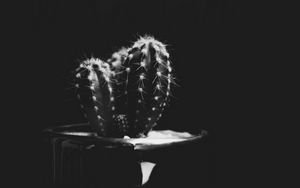 Preview wallpaper cactus, plant, needles, bw, black