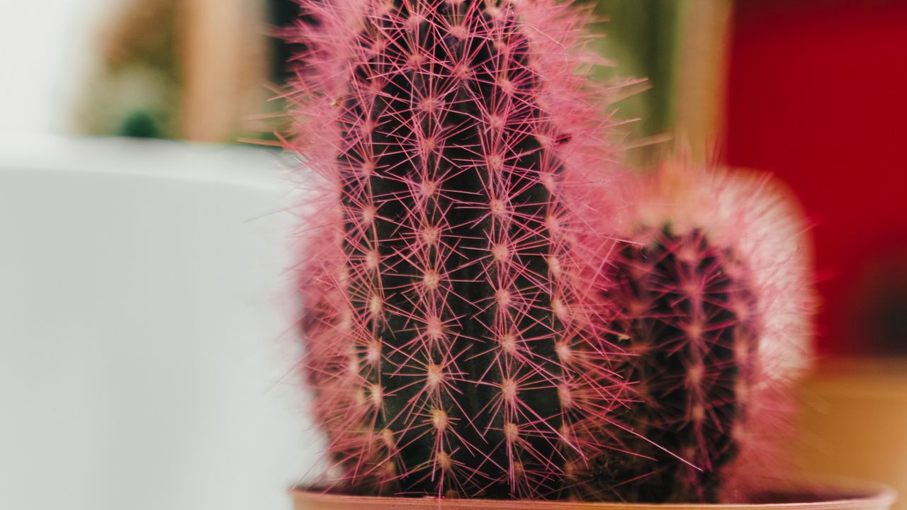 Wallpaper cactus, plant, needles, pot, macro hd, picture, image