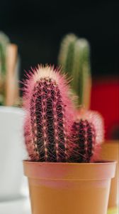 Preview wallpaper cactus, plant, needles, pot, macro