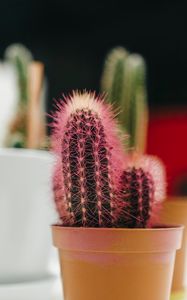 Preview wallpaper cactus, plant, needles, pot, macro