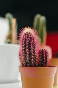 Preview wallpaper cactus, plant, needles, pot, macro