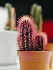 Preview wallpaper cactus, plant, needles, pot, macro