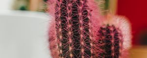 Preview wallpaper cactus, plant, needles, pot, macro