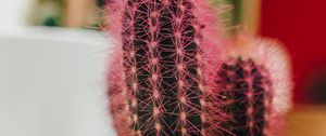 Preview wallpaper cactus, plant, needles, pot, macro