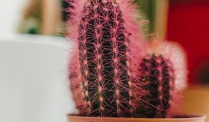 Preview wallpaper cactus, plant, needles, pot, macro