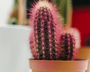 Preview wallpaper cactus, plant, needles, pot, macro