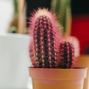 Preview wallpaper cactus, plant, needles, pot, macro