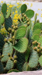 Preview wallpaper cactus, plant, needles, macro, green