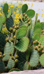 Preview wallpaper cactus, plant, needles, macro, green