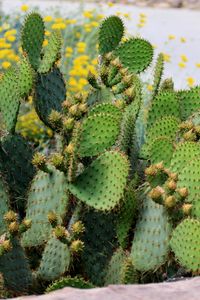 Preview wallpaper cactus, plant, needles, macro, green