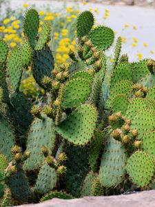 Preview wallpaper cactus, plant, needles, macro, green