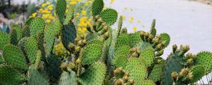 Preview wallpaper cactus, plant, needles, macro, green