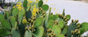 Preview wallpaper cactus, plant, needles, macro, green