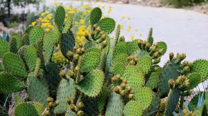 Preview wallpaper cactus, plant, needles, macro, green