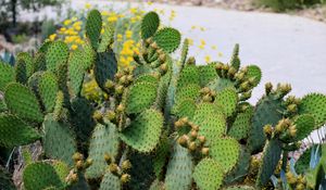 Preview wallpaper cactus, plant, needles, macro, green