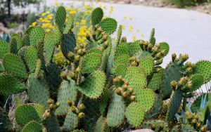 Preview wallpaper cactus, plant, needles, macro, green