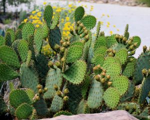 Preview wallpaper cactus, plant, needles, macro, green
