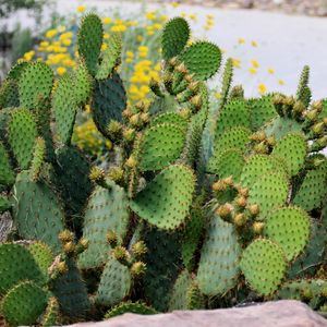 Preview wallpaper cactus, plant, needles, macro, green