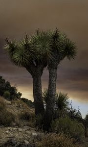 Preview wallpaper cactus, plant, needles, clouds, nature