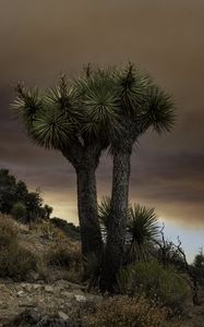 Preview wallpaper cactus, plant, needles, clouds, nature