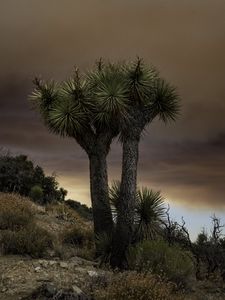 Preview wallpaper cactus, plant, needles, clouds, nature