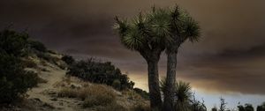 Preview wallpaper cactus, plant, needles, clouds, nature