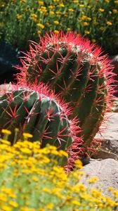 Preview wallpaper cactus, plant, needles, flowers