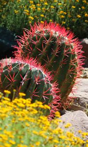 Preview wallpaper cactus, plant, needles, flowers