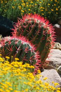 Preview wallpaper cactus, plant, needles, flowers