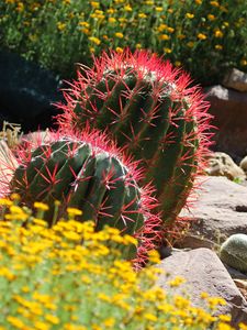 Preview wallpaper cactus, plant, needles, flowers