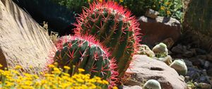 Preview wallpaper cactus, plant, needles, flowers