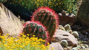 Preview wallpaper cactus, plant, needles, flowers