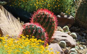 Preview wallpaper cactus, plant, needles, flowers