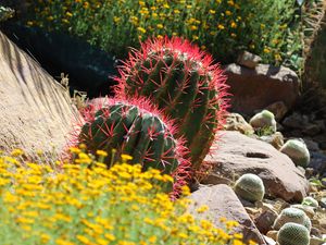 Preview wallpaper cactus, plant, needles, flowers